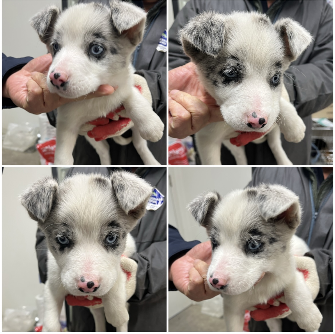 천안시유기동물보호소_444449202302393